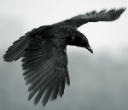 avatar_BlackRaven2000